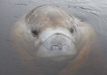 Manatee Season – Be on the look out!
