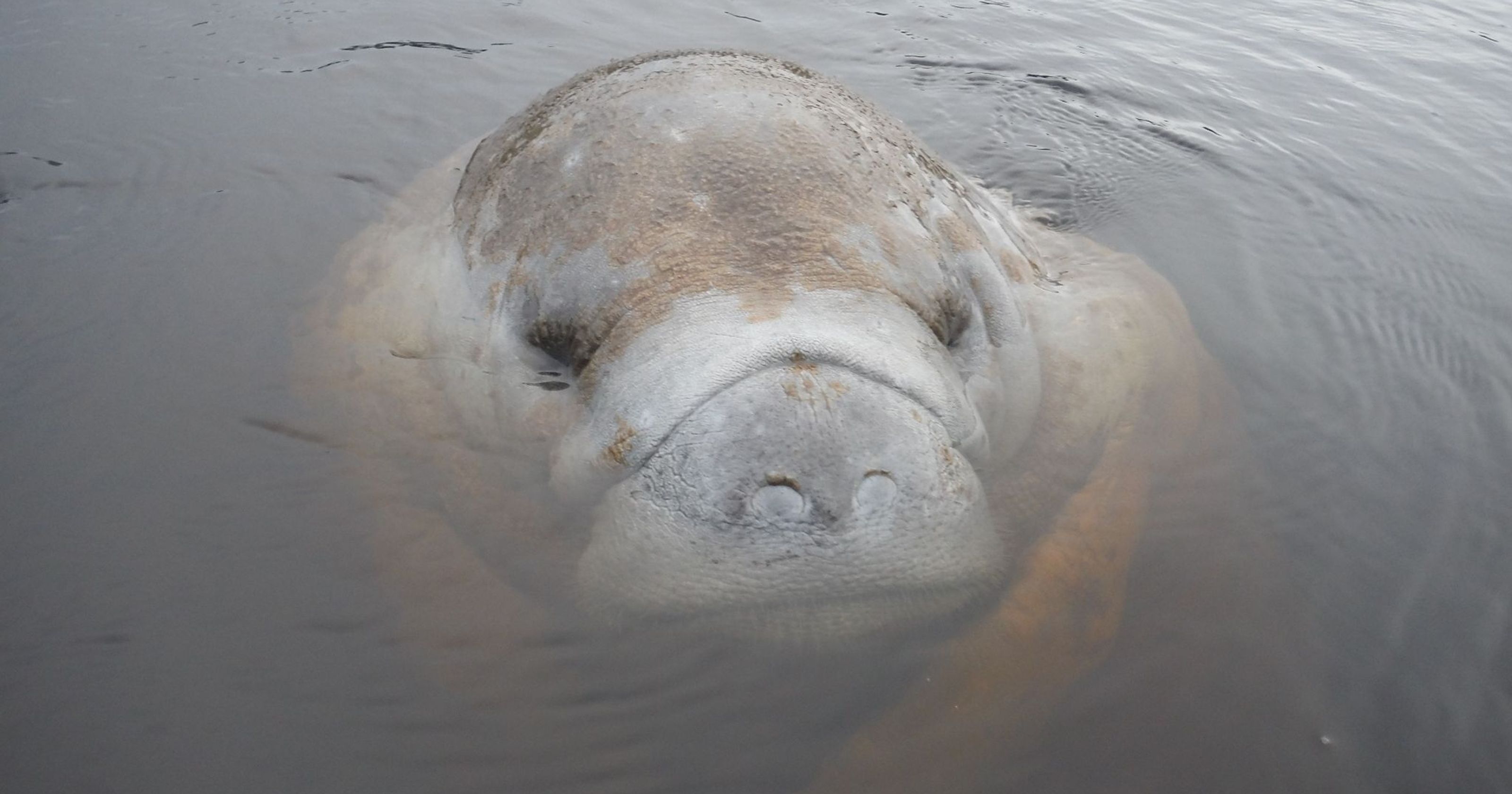 Manatee Season - Be on the look out! - Hollywood Beach Business Association