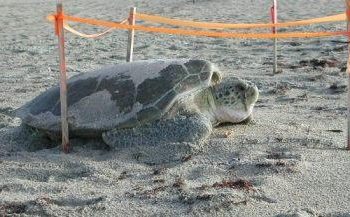 Sea Turtle Nesting Season is underway on our beaches.